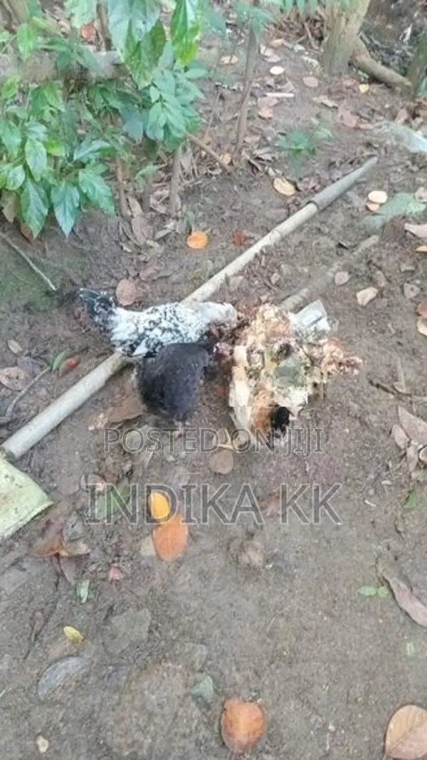 ගම්කිකිලි පැටවුන්