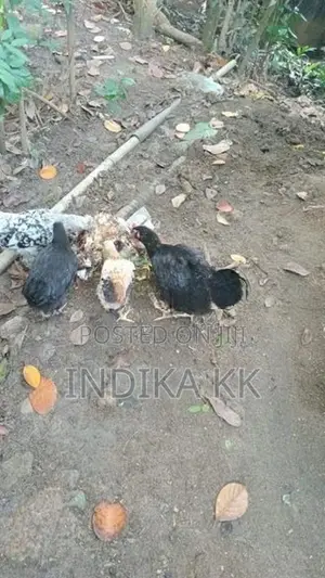 ගම්කිකිලි පැටවුන්