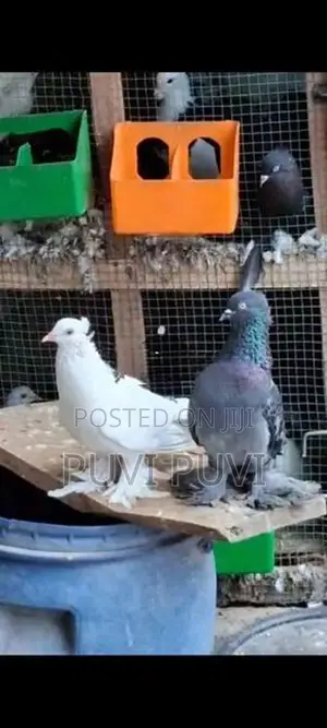Fancy Pigeon