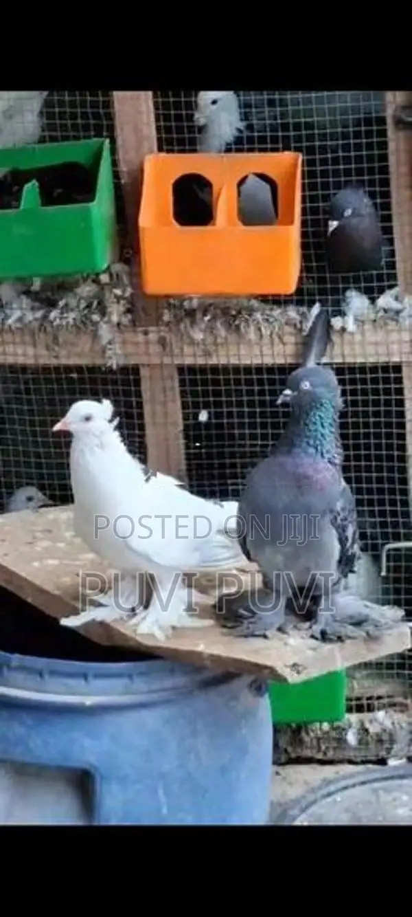 Fancy Pigeon