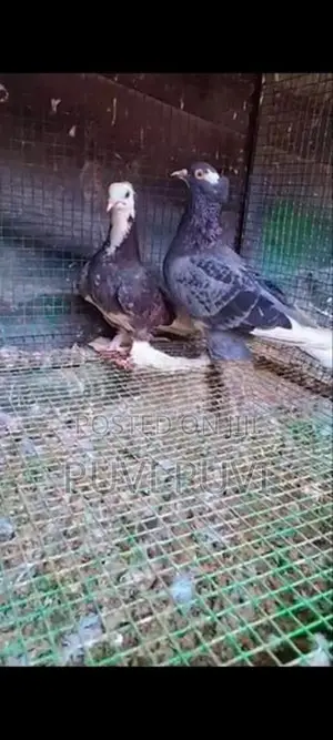 Fancy Pigeon