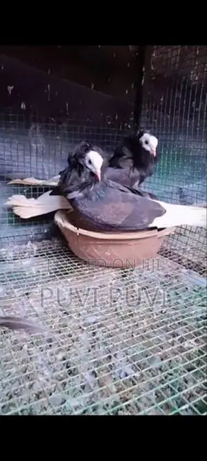 Fancy Pigeon