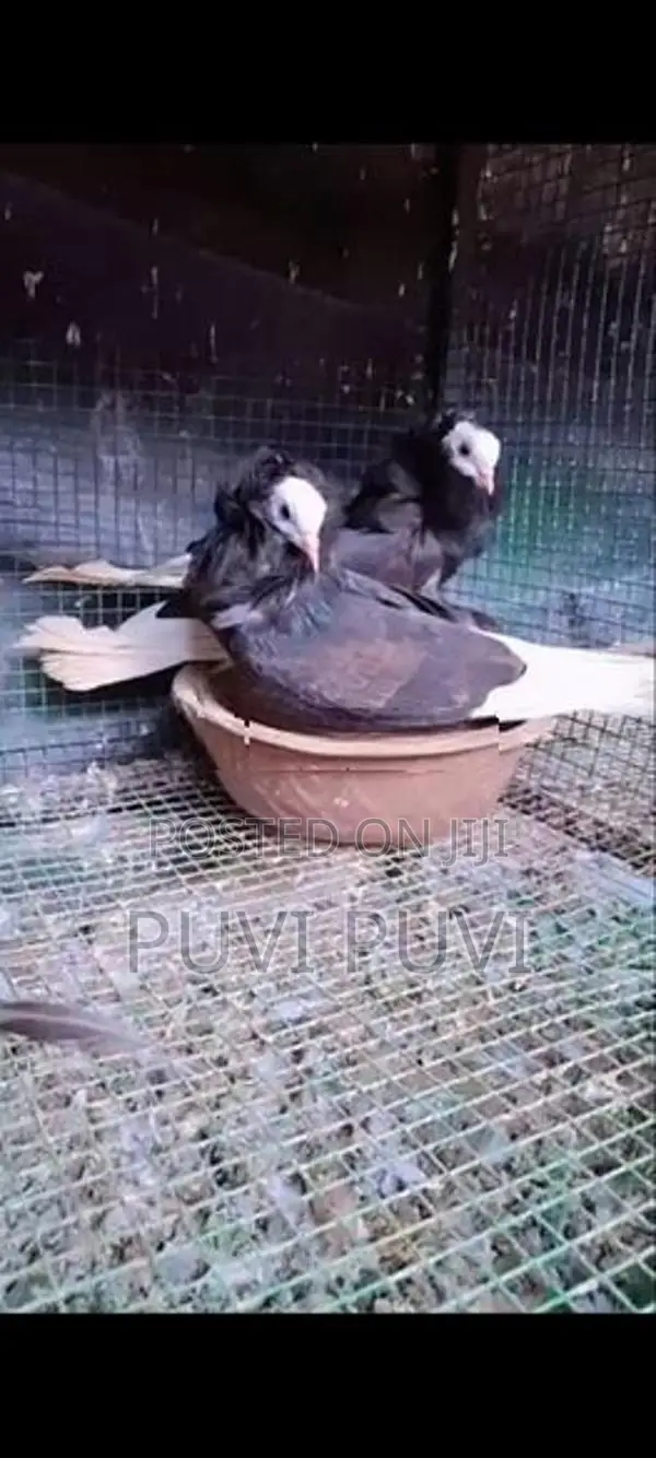 Fancy Pigeon