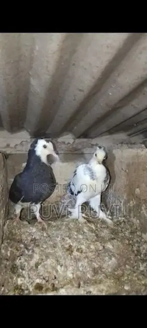 Fancy Pigeon