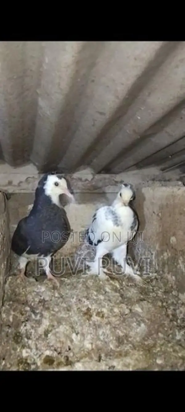 Fancy Pigeon