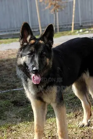 German Shepherd