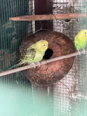 Love Birds