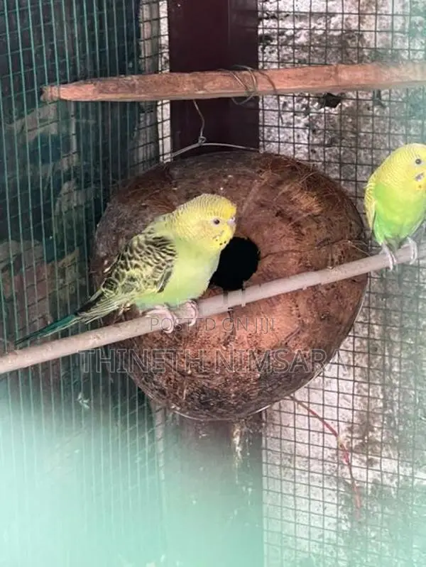 Love Birds