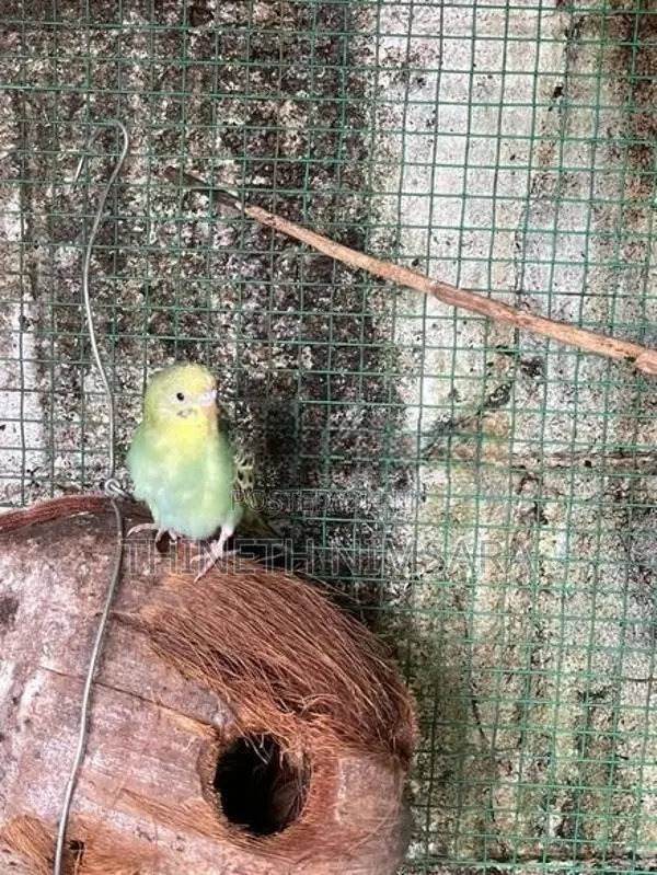 Love Birds