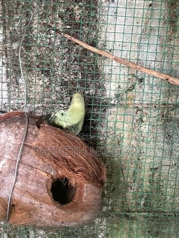 Love Birds