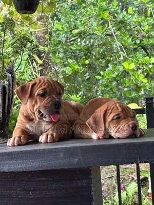 American Bully Puppy