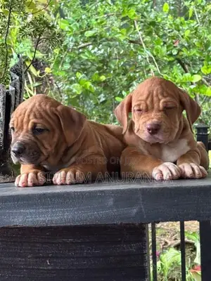 American Bully Puppy