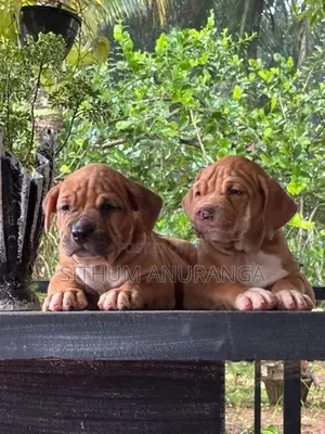 American Bully Puppy