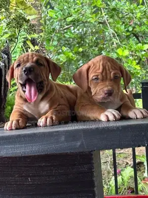 American Bully Puppy
