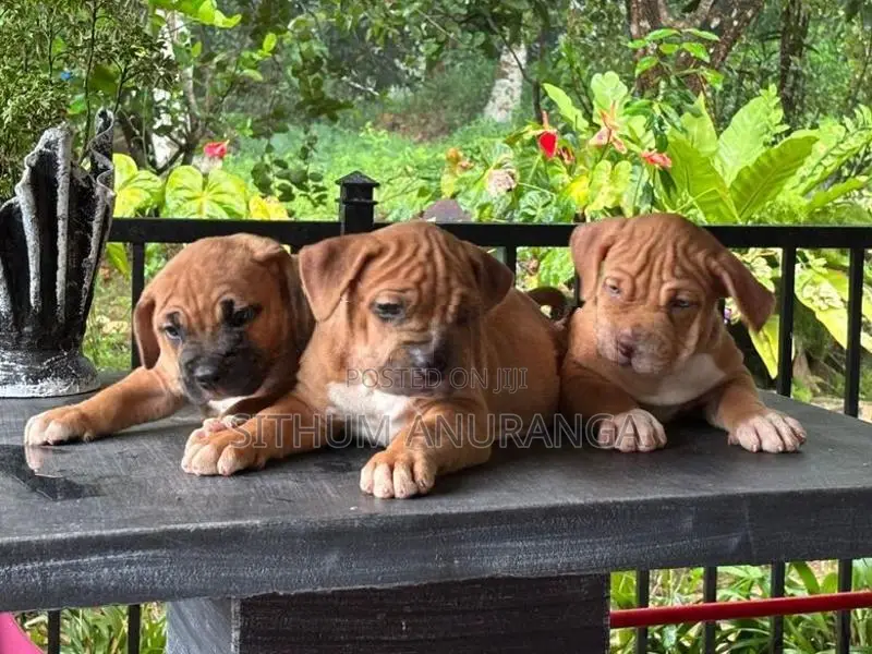 American Bully Puppy