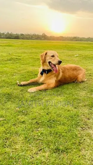 Golden Retriever