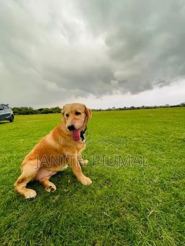 Golden Retriever