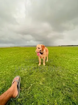 Golden Retriever