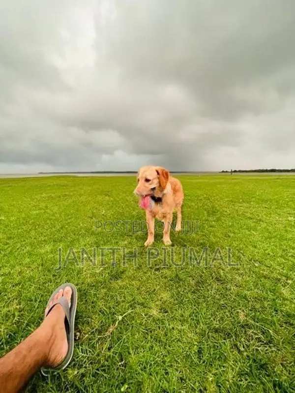 Golden Retriever