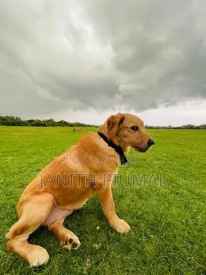 Golden Retriever