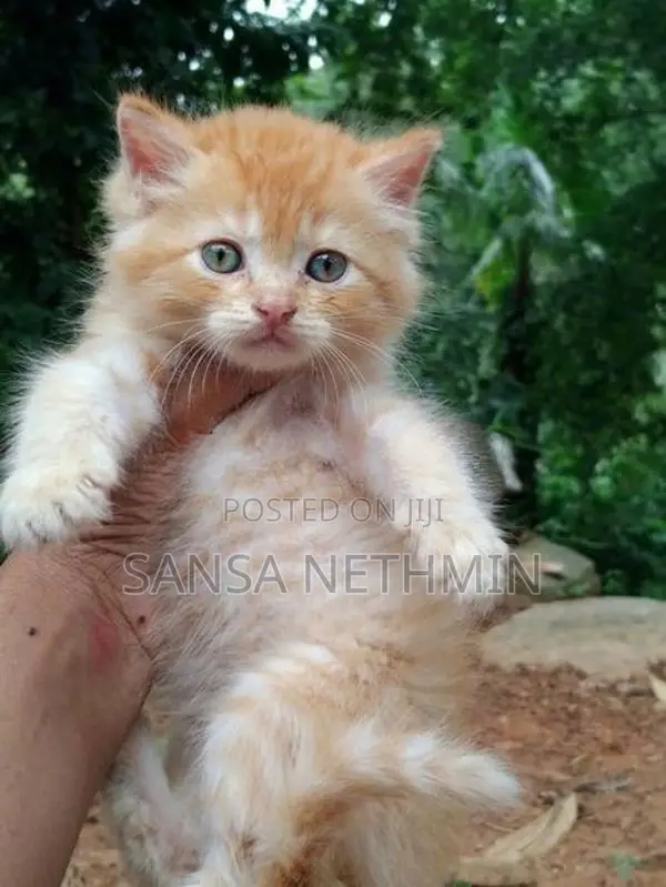 Persian Cat