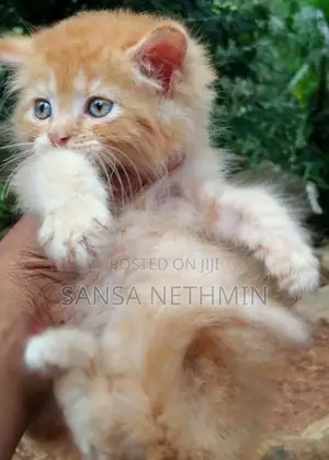 Persian Cat