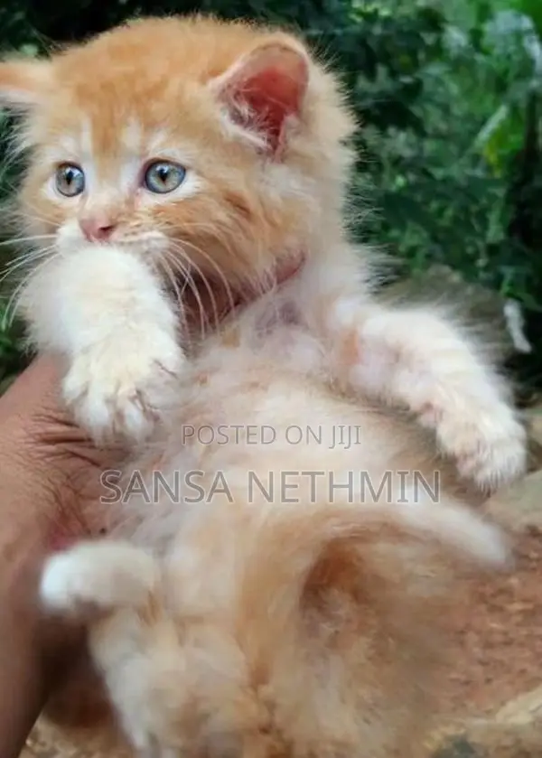 Persian Cat