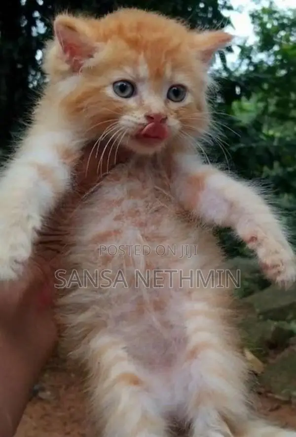 Persian Cat