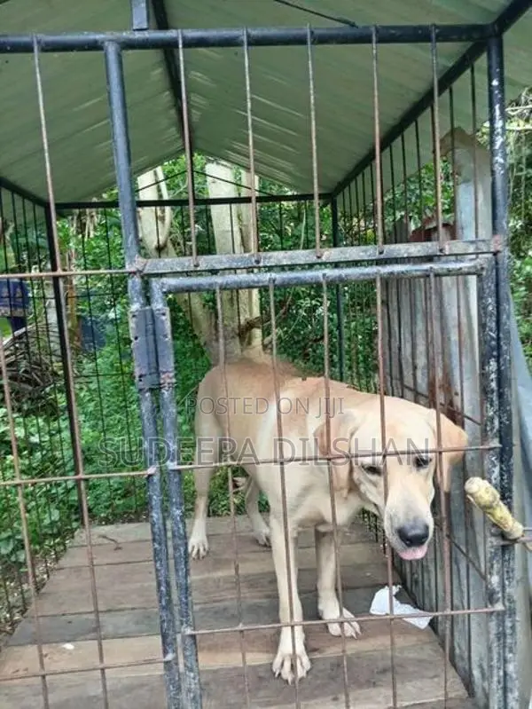 ලැබ්රඩෝඕ මාස 9 කොටුවත් සමග