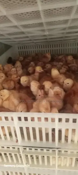இறைச்சி கோழி குஞ்சு