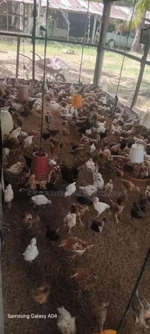 இறைச்சி கோழி குஞ்சு