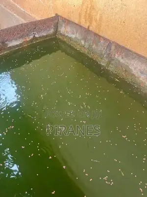 500+ Mixed Guppy Fish