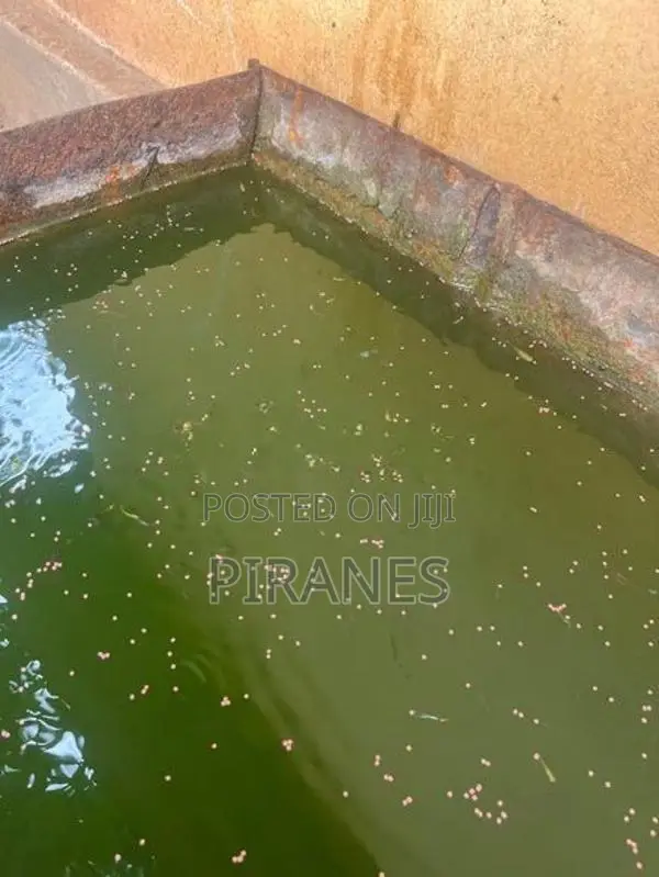 500+ Mixed Guppy Fish
