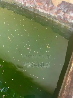 500+ Mixed Guppy Fish