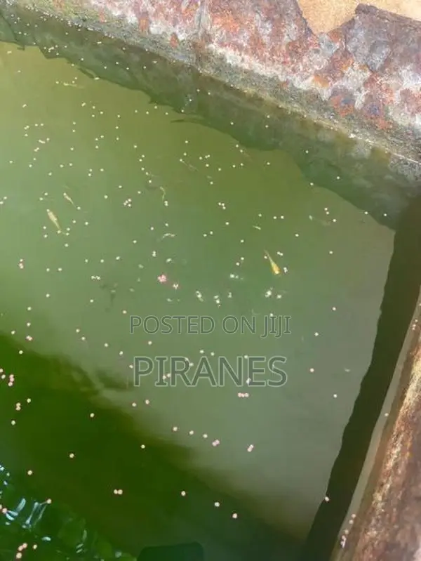 500+ Mixed Guppy Fish