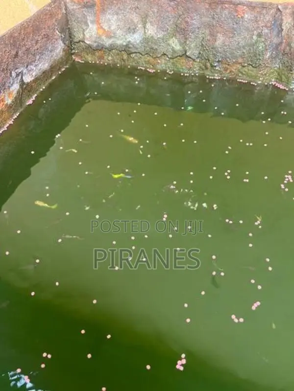 500+ Mixed Guppy Fish