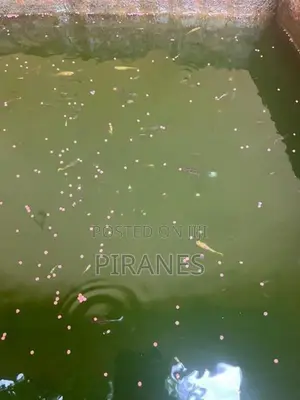 500+ Mixed Guppy Fish