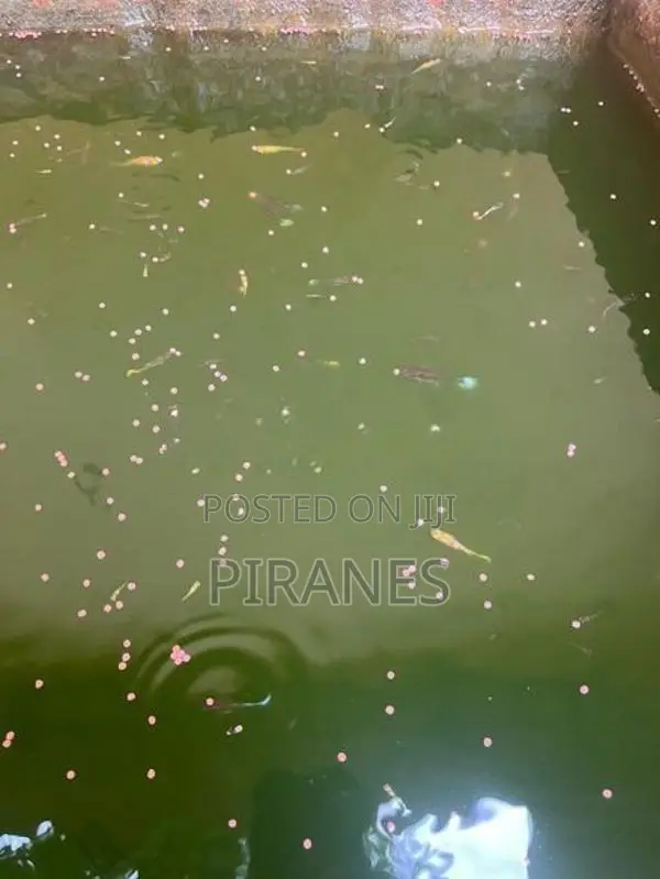 500+ Mixed Guppy Fish