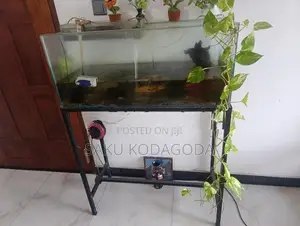 Fish Tank With Stand