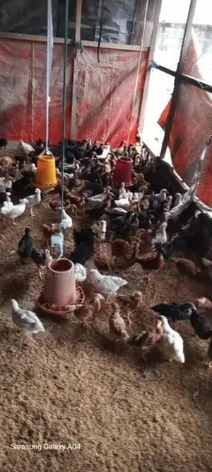 කුකූල් පැටවු