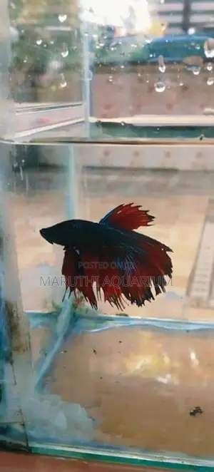 Betta Fish