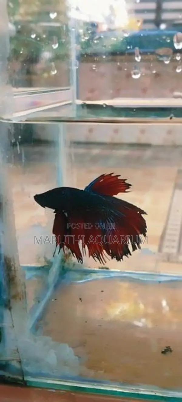 Betta Fish