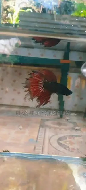 Betta Fish