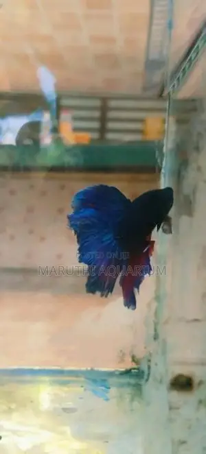 Betta Fish