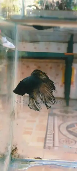 Betta Fish