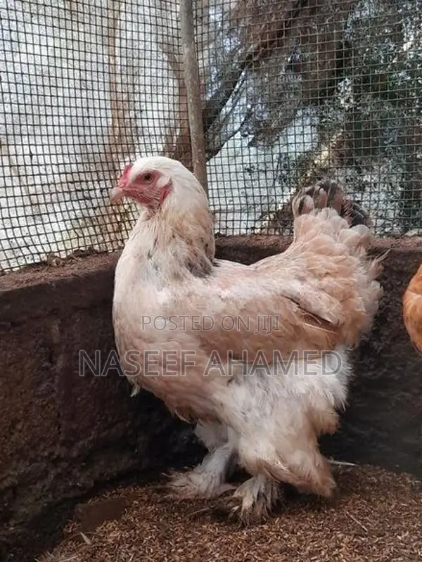 Colombian Buff Brahma