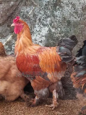 Colombian Buff Brahma