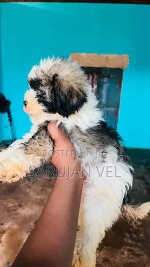 Shitzhu Puppies