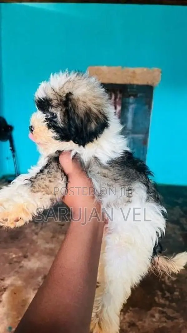 Shitzhu Puppies