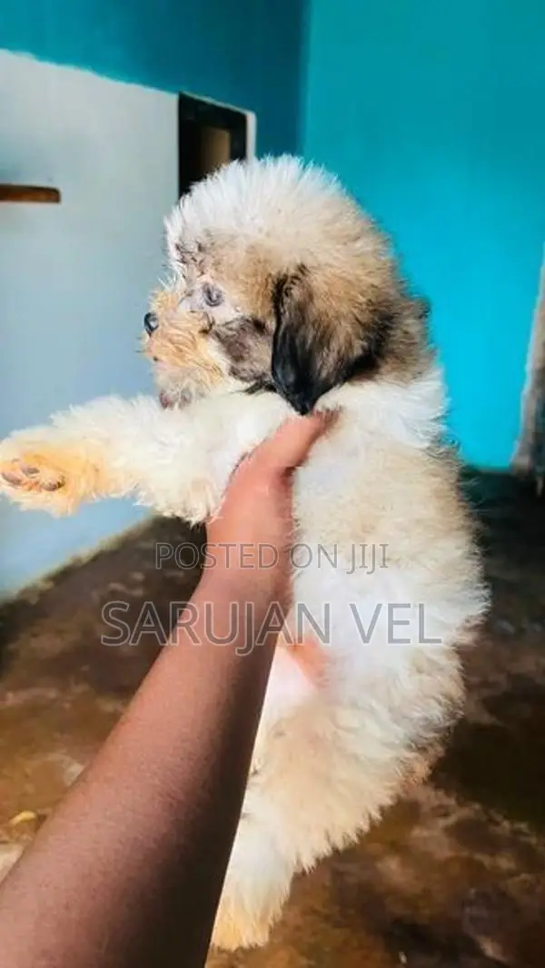 Shitzhu Puppies